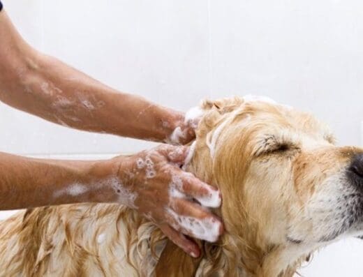 Acuario R&W el paraíso de los peces y peluquería canina