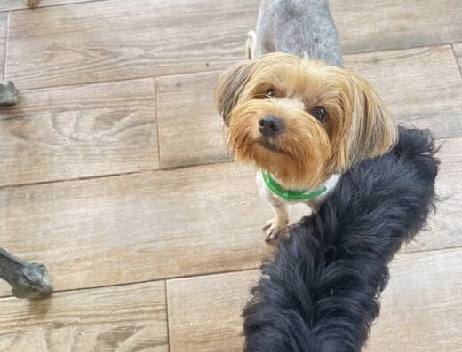 AgroVeterinaria Dr. Mejía