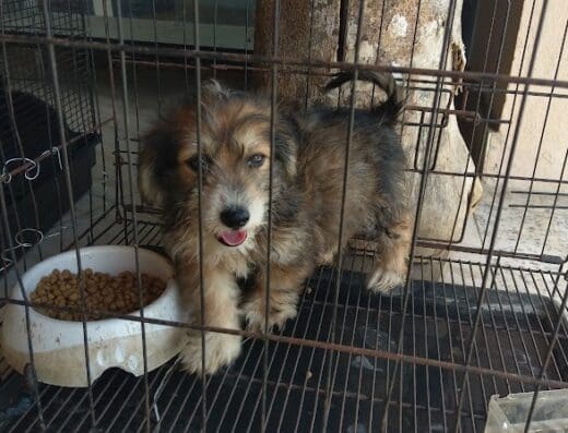 Agrocomercial Kentucky