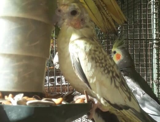 Agrovet comercial paola