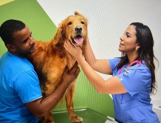 Animed Veterinaria La Romana