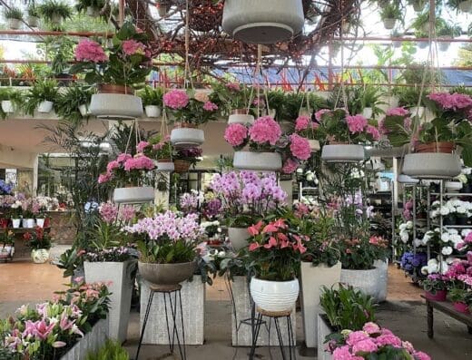 Anthuriana Dominicana