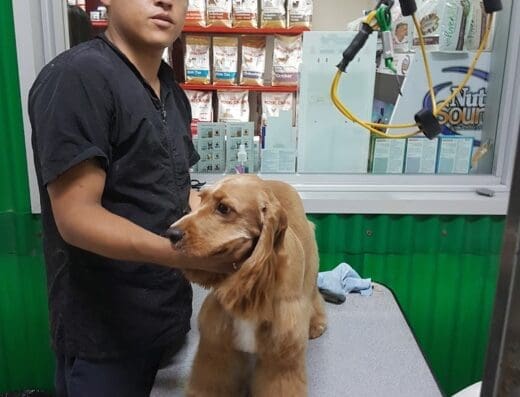 Clínica Veterinaria Vetex