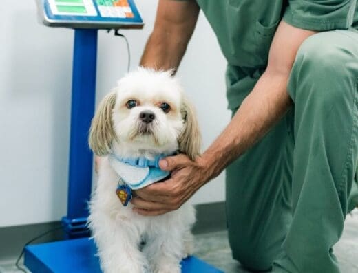 Clínica Veterinaria Vetex Ciudad La Palma