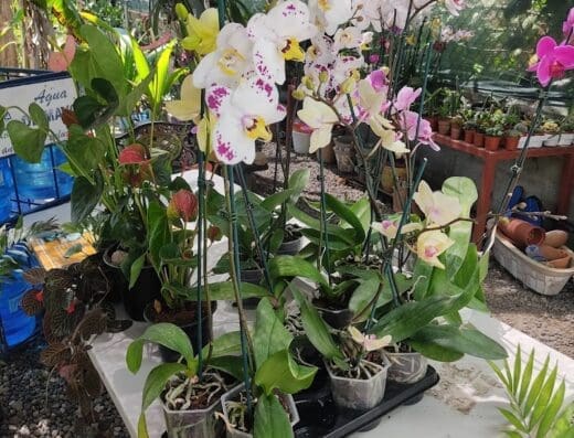 El Jardin de Mamá y Vivero