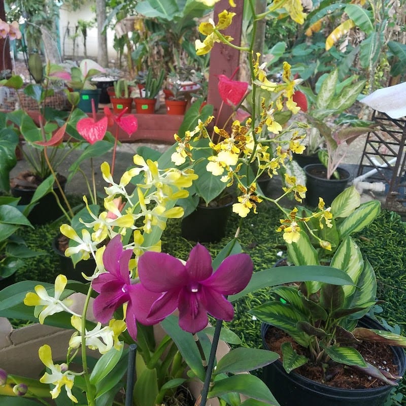 El cofre de las flores