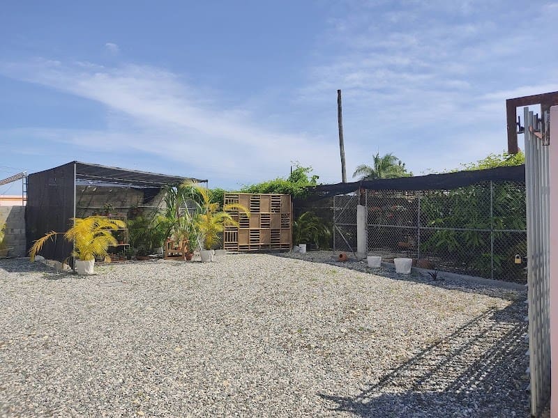 Flores Ornamentales Ineba Alvarez