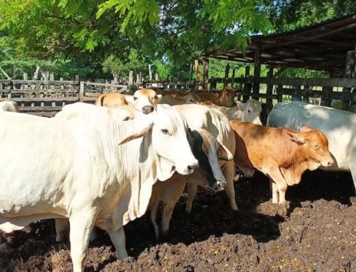 Hacienda Nigua. UNPHU