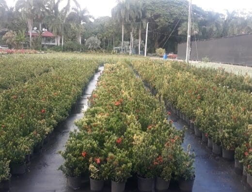 Inter Flora Quisqueyana