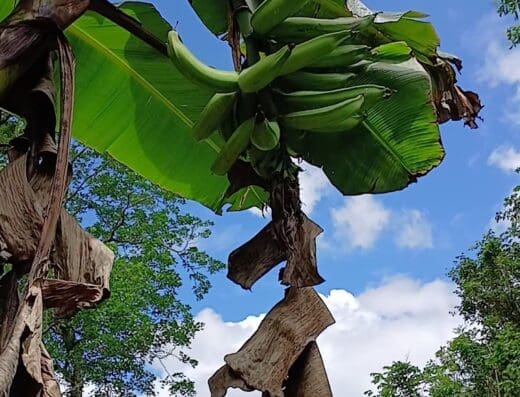 JAMEY San Cristóbal