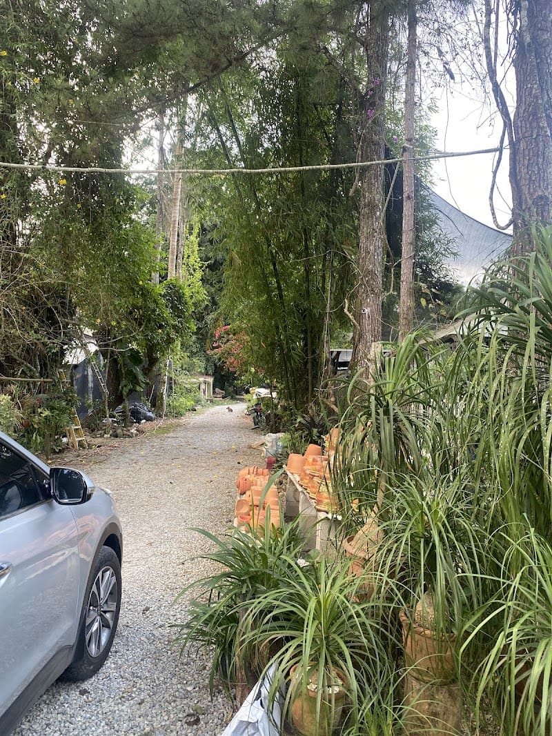 Jardineria Hortensia
