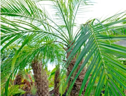 Jardinería Turística Jaturis SRL