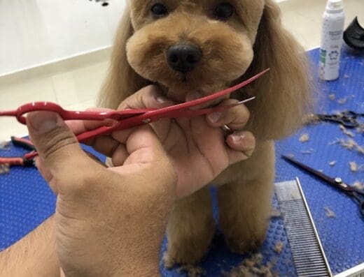 Leo Groomer Punta Cana