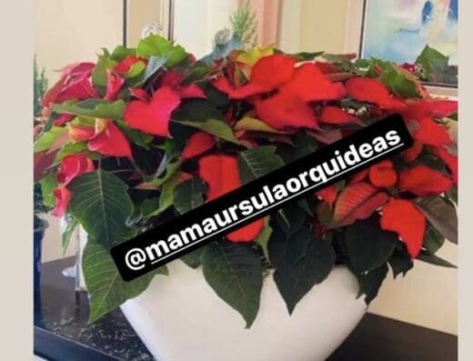 Mamá Úrsula te las Lleva a la Casa, Orquídeas y más