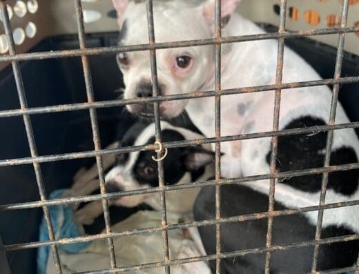 Miguel Aneudys Servicios veterinarios