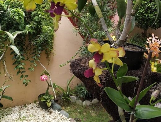 Orquileydi Jardinería