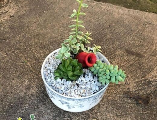 Plantitas del Jardin