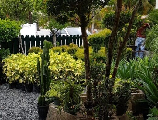 Plantitos Garden and Landscape