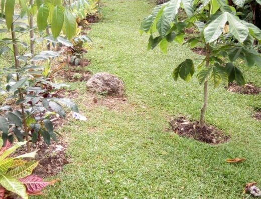 Punto De Acceso Parque Lineal, Puente Juana Nuñez.