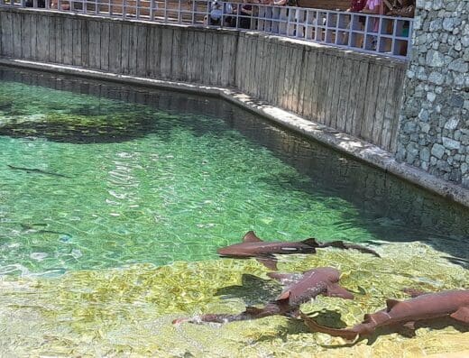 Shark Encounter | Ocean World