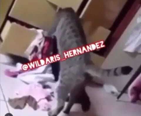 Taller Los Pacificos