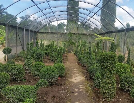 Topiarios Dominicanos