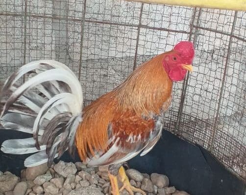 Traba LOS CHICHI-MEN