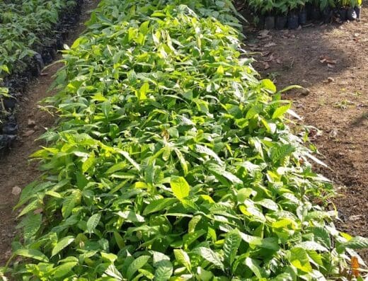 VIVERO DE CACAO NAGUA