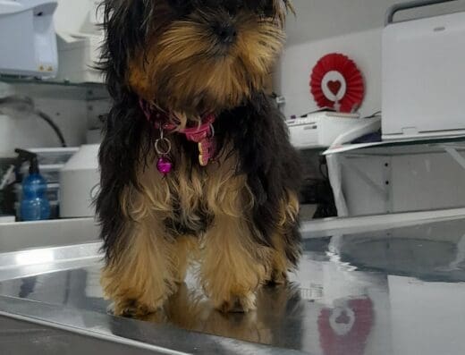 Veterinaria Dra. Silvestre