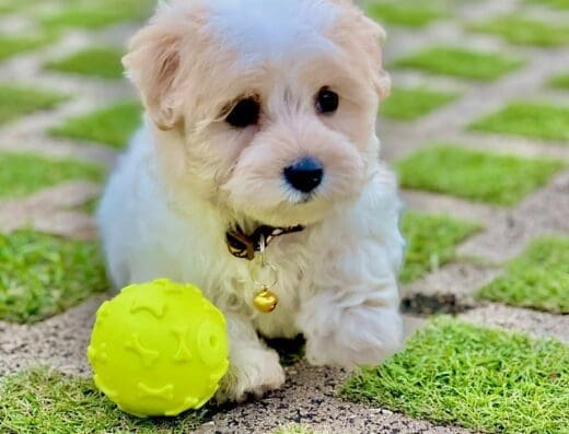 Veterinaria Echavarría