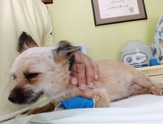 Veterinaria La Junglita