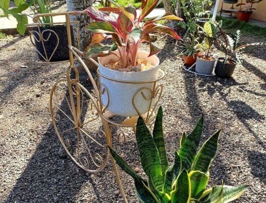 Vivero Cafe Mi patio y yo