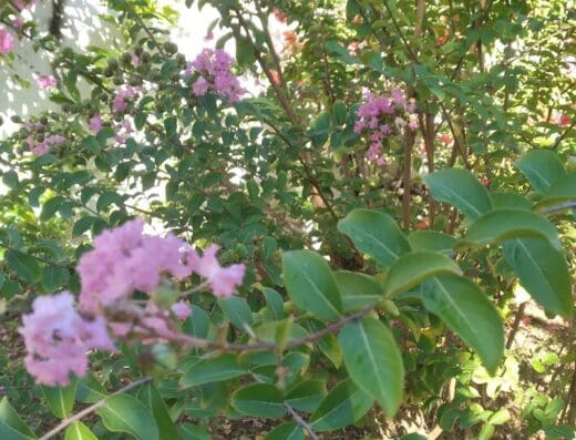 Vivero Chany’s garden