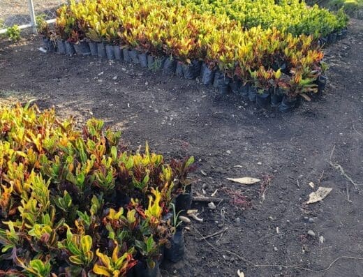 Vivero Doña Consuelo