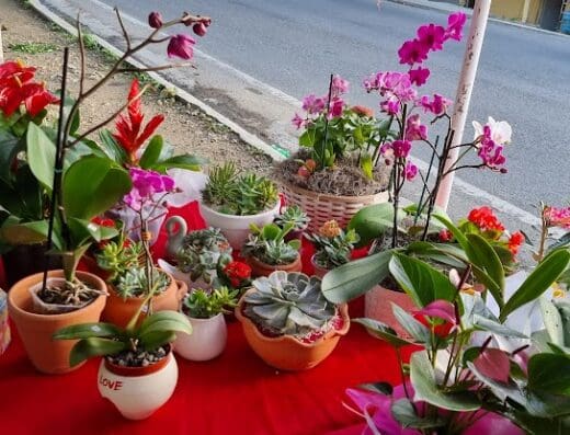 Vivero E&G Orquideas y Más