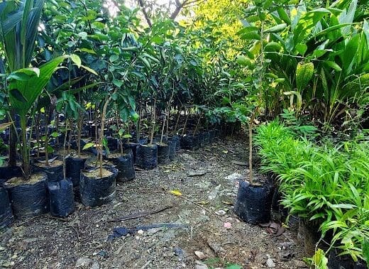 Vivero Gilberto Marte