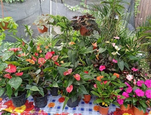 Vivero Jardinería Las Niñas (Tenares)