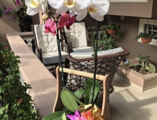 Vivero Mamá Lili RD