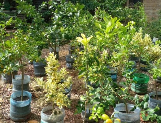 Vivero Mi Casita Madera Cabrera