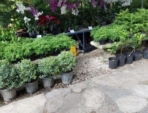 Vivero Plantas Tropicales – Finca