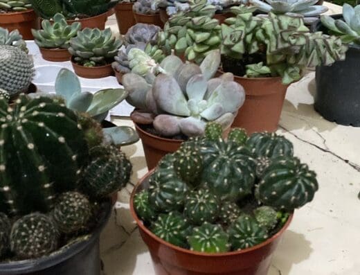 Vivero Suculentas Veronica RD