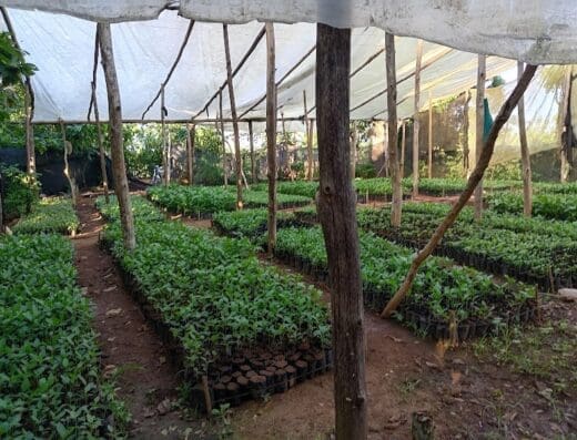 Vivero el campo y la naturaleza
