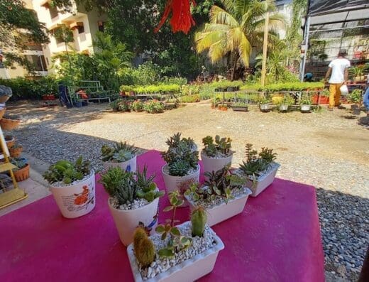 Vivero y Jardinería Fortunato