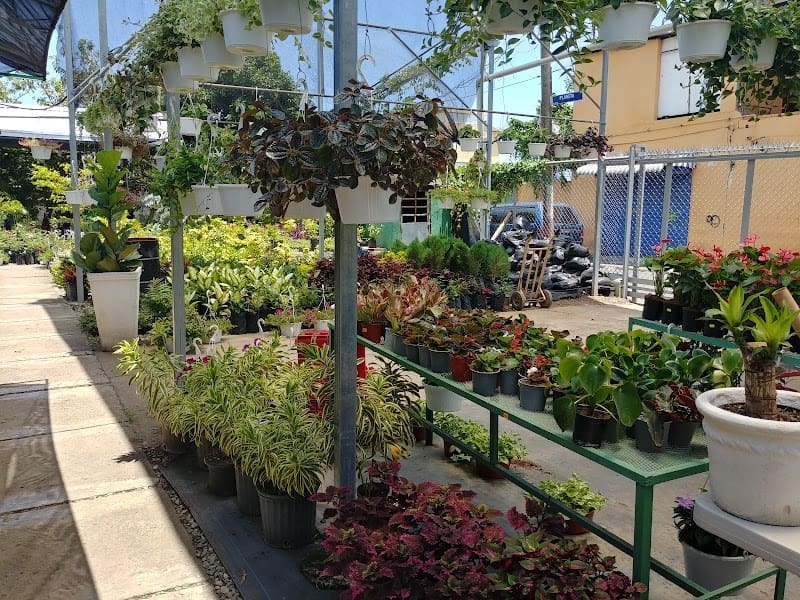 Vivero y Jardinería Fortunato l