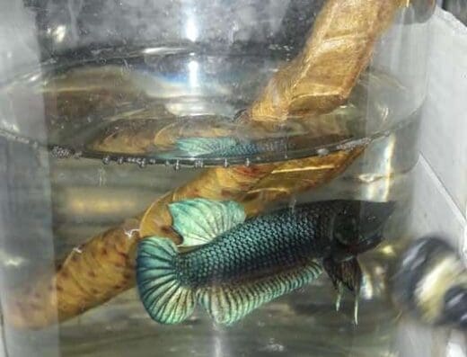 clinica veterinaria Dra Dominguez