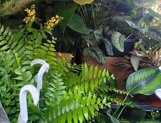 jardineria esmerlina