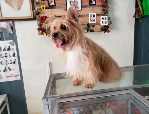 koketitos peluqueria de mascotas