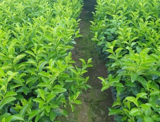 vivero j&r citricos en general