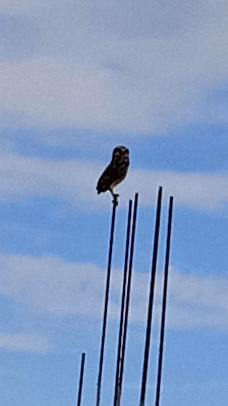 Adess Delegación Bahoruco