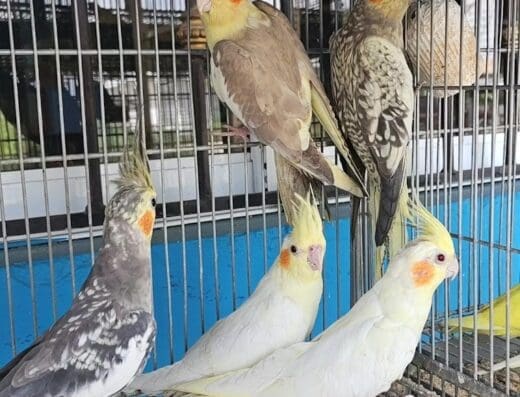 Agro-Veterinaria El cubano